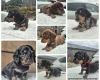 Dachshund (Miniature Smooth Haired)