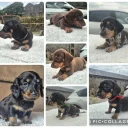 Dachshund (Miniature Smooth Haired)