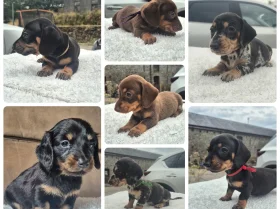 Dachshund (Miniature Smooth Haired)
