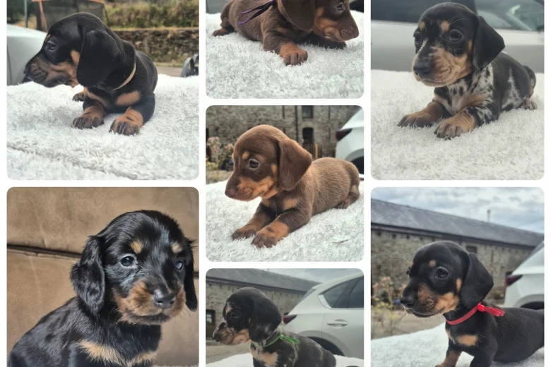 Dachshund (Miniature Smooth Haired)