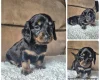 Dachshund (Miniature Smooth Haired)