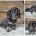 Dachshund (Miniature Smooth Haired)