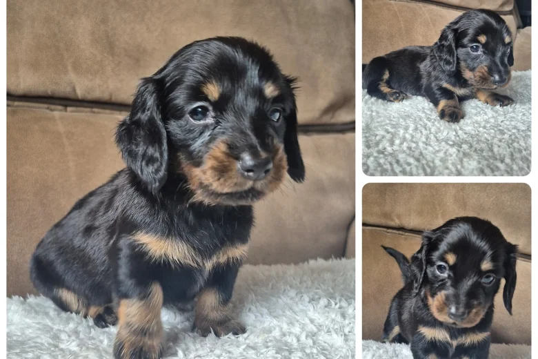 Dachshund (Miniature Smooth Haired)