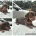 Dachshund (Miniature Smooth Haired)