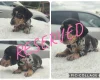 Dachshund (Miniature Smooth Haired)
