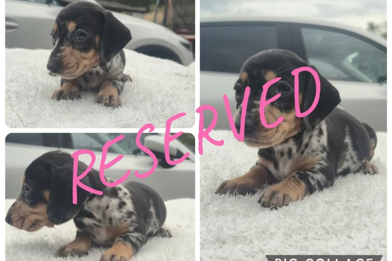 Dachshund (Miniature Smooth Haired)
