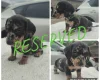 Dachshund (Miniature Smooth Haired)