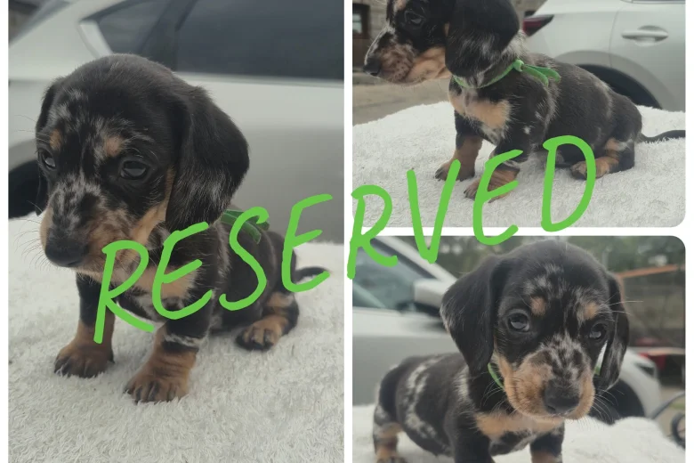 Dachshund (Miniature Smooth Haired)