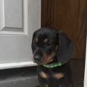 Dachshund (Miniature Smooth Haired)