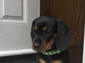 Dachshund (Miniature Smooth Haired)