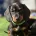 Dachshund (Miniature Smooth Haired)