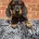 Dachshund (Miniature Smooth Haired)