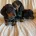 Dachshund (Miniature Smooth Haired)
