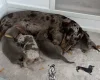 Dachshund (Miniature Smooth Haired)