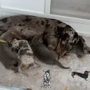 Dachshund (Miniature Smooth Haired)