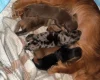 Dachshund (Miniature Smooth Haired)
