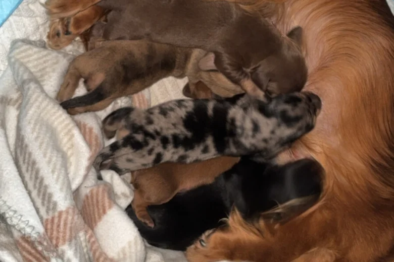 Dachshund (Miniature Smooth Haired)