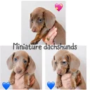 Dachshund (Miniature Smooth Haired)