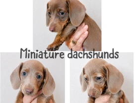 Dachshund (Miniature Smooth Haired)