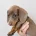 Dachshund (Miniature Smooth Haired)