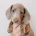 Dachshund (Miniature Smooth Haired)