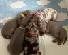 Dachshund (Miniature Smooth Haired)