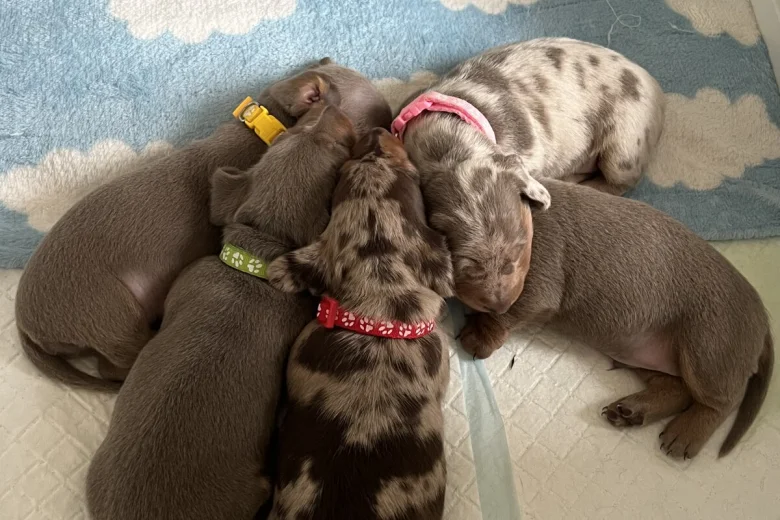 Dachshund (Miniature Smooth Haired)
