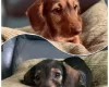 Dachshund (Miniature Wire Haired)