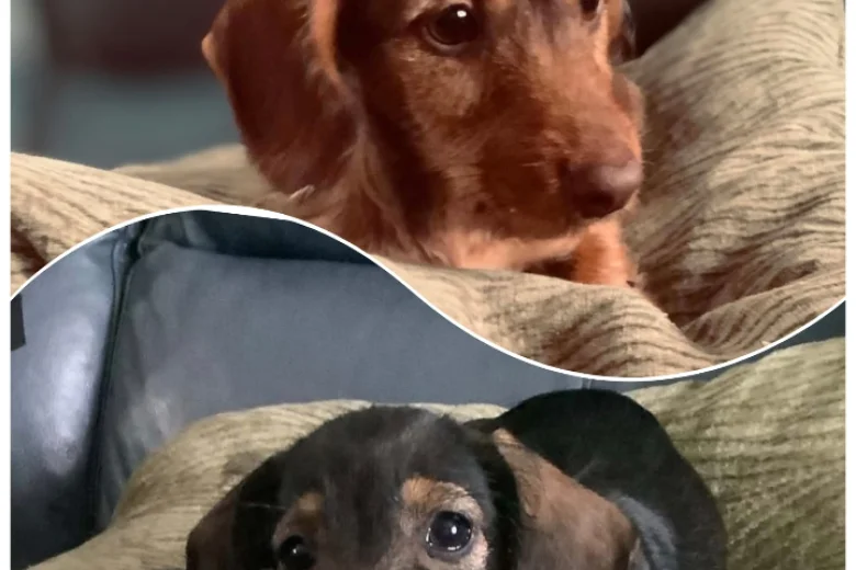 Dachshund (Miniature Wire Haired)