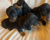 Dachshund (Miniature Smooth Haired)