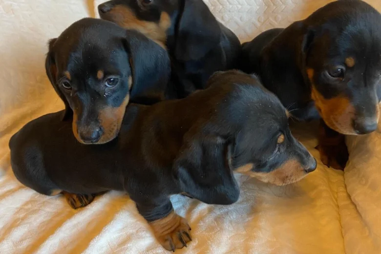 Dachshund (Miniature Smooth Haired)