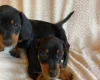 Dachshund (Miniature Smooth Haired)