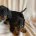 Dachshund (Miniature Smooth Haired)