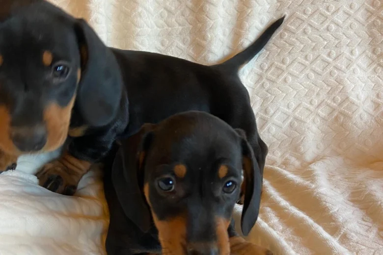 Dachshund (Miniature Smooth Haired)