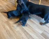 Dachshund (Miniature Smooth Haired)