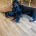 Dachshund (Miniature Smooth Haired)