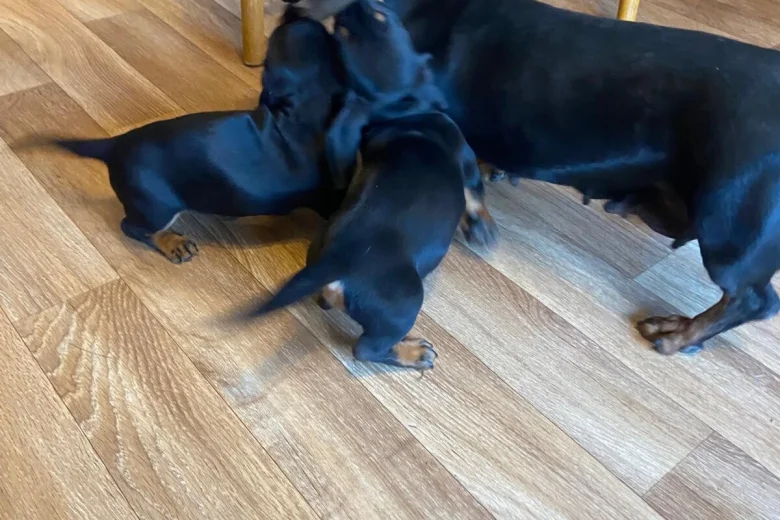 Dachshund (Miniature Smooth Haired)