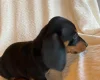Dachshund (Miniature Smooth Haired)