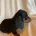 Dachshund (Miniature Smooth Haired)