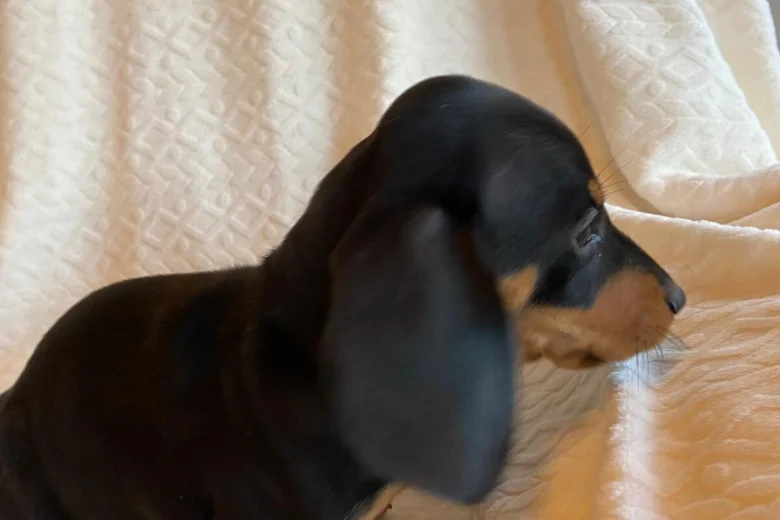 Dachshund (Miniature Smooth Haired)