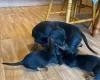 Dachshund (Miniature Smooth Haired)