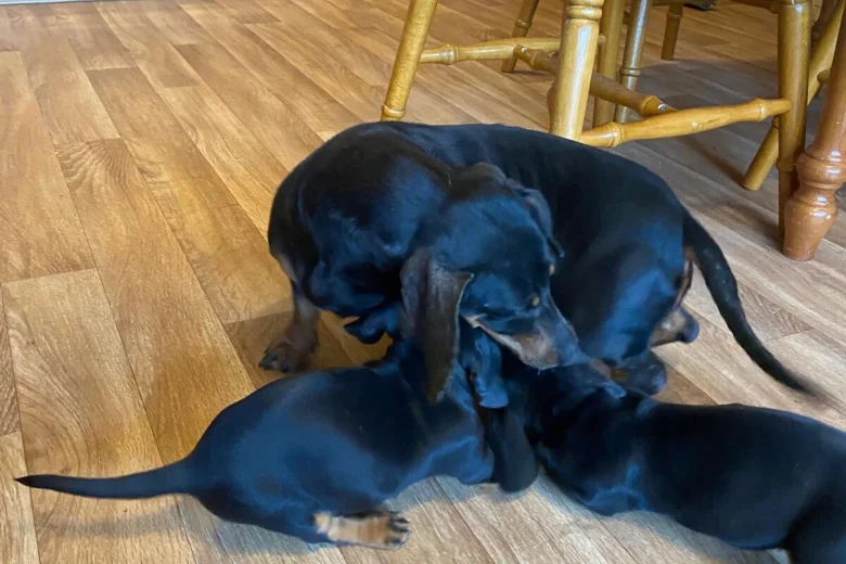 Dachshund (Miniature Smooth Haired)
