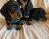 Dachshund (Miniature Smooth Haired)