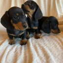 Dachshund (Miniature Smooth Haired)