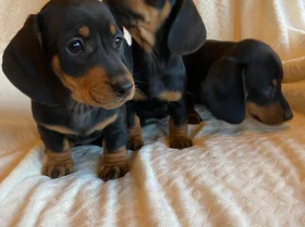 Dachshund (Miniature Smooth Haired)