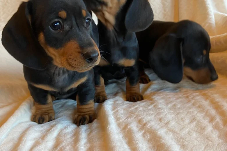 Dachshund (Miniature Smooth Haired)