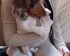 Dachshund (Smooth Haired)