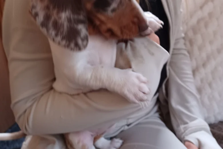 Dachshund (Smooth Haired)