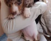 Dachshund (Smooth Haired)