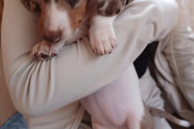 Dachshund (Smooth Haired)
